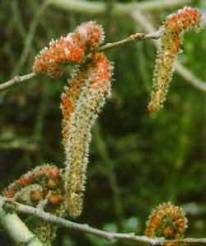 Fiori di Bach Aspen